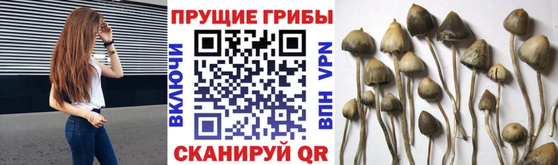Галлюциногенные грибы Psilocybine cubensis  Купить закладки  Дзержинский 